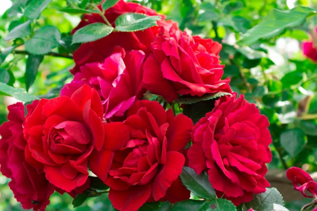 Roses Ornamental Plants